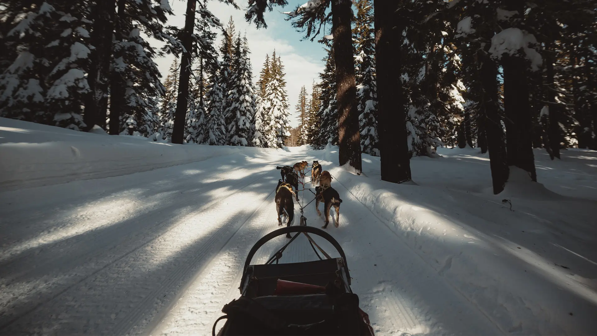 Dog Sledding with Oregon Trail of Dreams at Mt. Bachelor