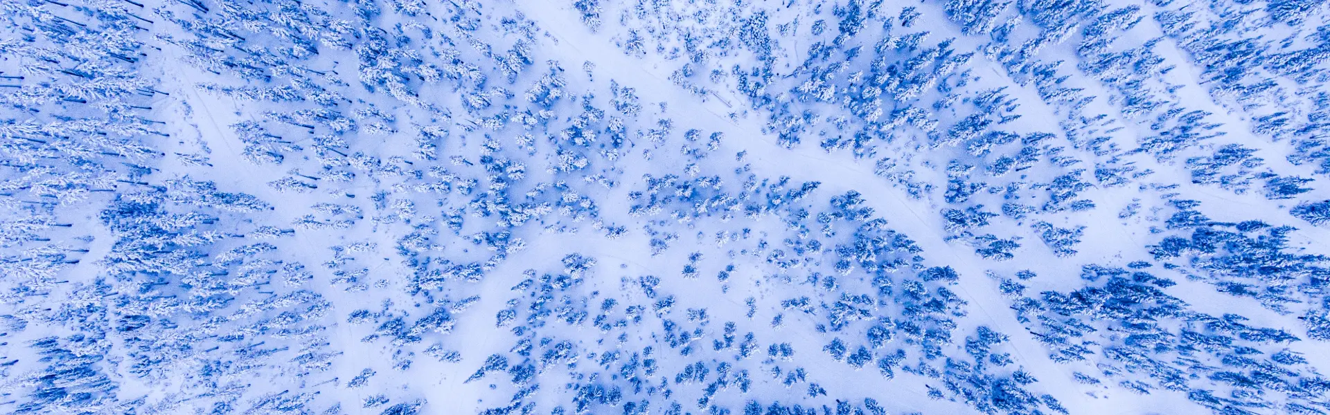 Winter near Bend Oregon. Mt. Bachelor tree runs.