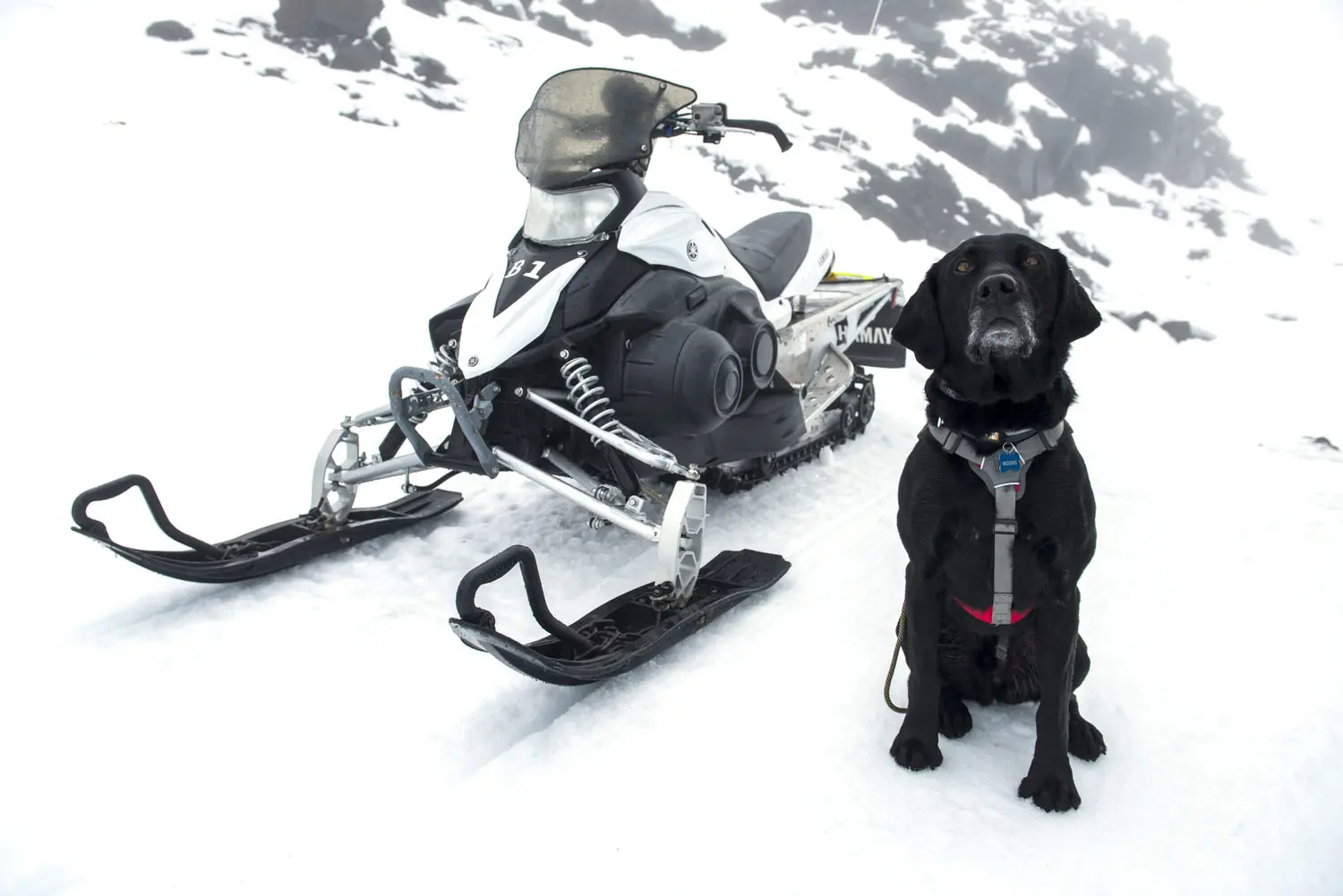 dog and snowmobile
