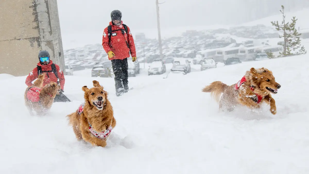 Mt. Bachelor Avy Dogs running through the snow.